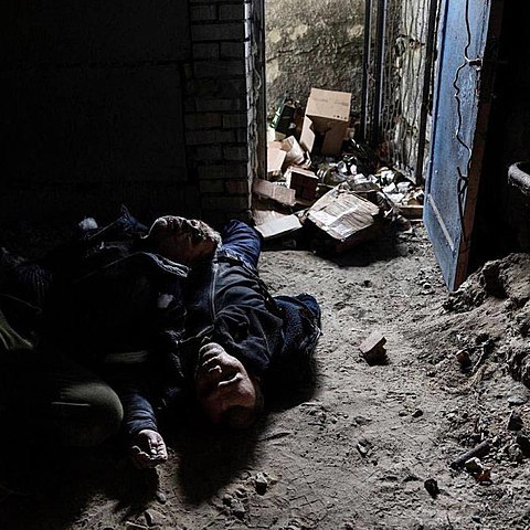 A picture containing ground, laying, ape, primate Description automatically generated