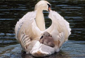 swan, baby swan, baby bird